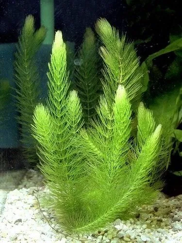 Pacchetto piante acquatiche per acquario da 100/150 litri a crescita rapida ecc.