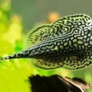 Sewellia Lineolata 3-4 cm - mini razza d'acqua dolce - pulitori da vetro reofili