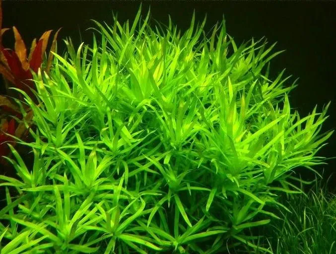 Pacchetto piante acquatiche per acquario da 100/150 litri a crescita rapida ecc.