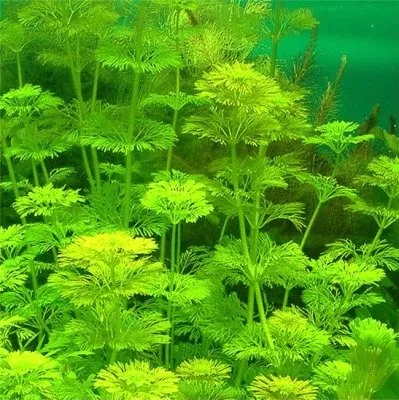 Pacchetto piante acquatiche per acquario da 100/150 litri a crescita rapida ecc.