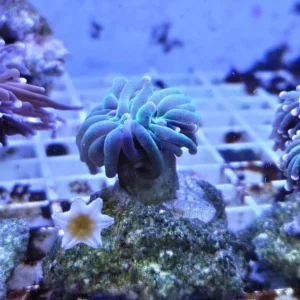 Euphyllia Glabrescens Black-green torch punte viola 1 calice - FOTO REALI - Corallo duro LPS facile