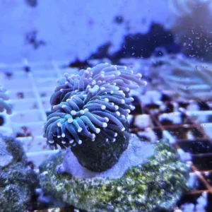 Euphyllia Glabrescens Black-green torch punte viola 2 calici non divisibili - FOTO REALI - Corallo duro LPS facile