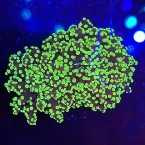 Euphyllia Paradivisa Green Fluo - 1 calice - Corallo duro LPS facile