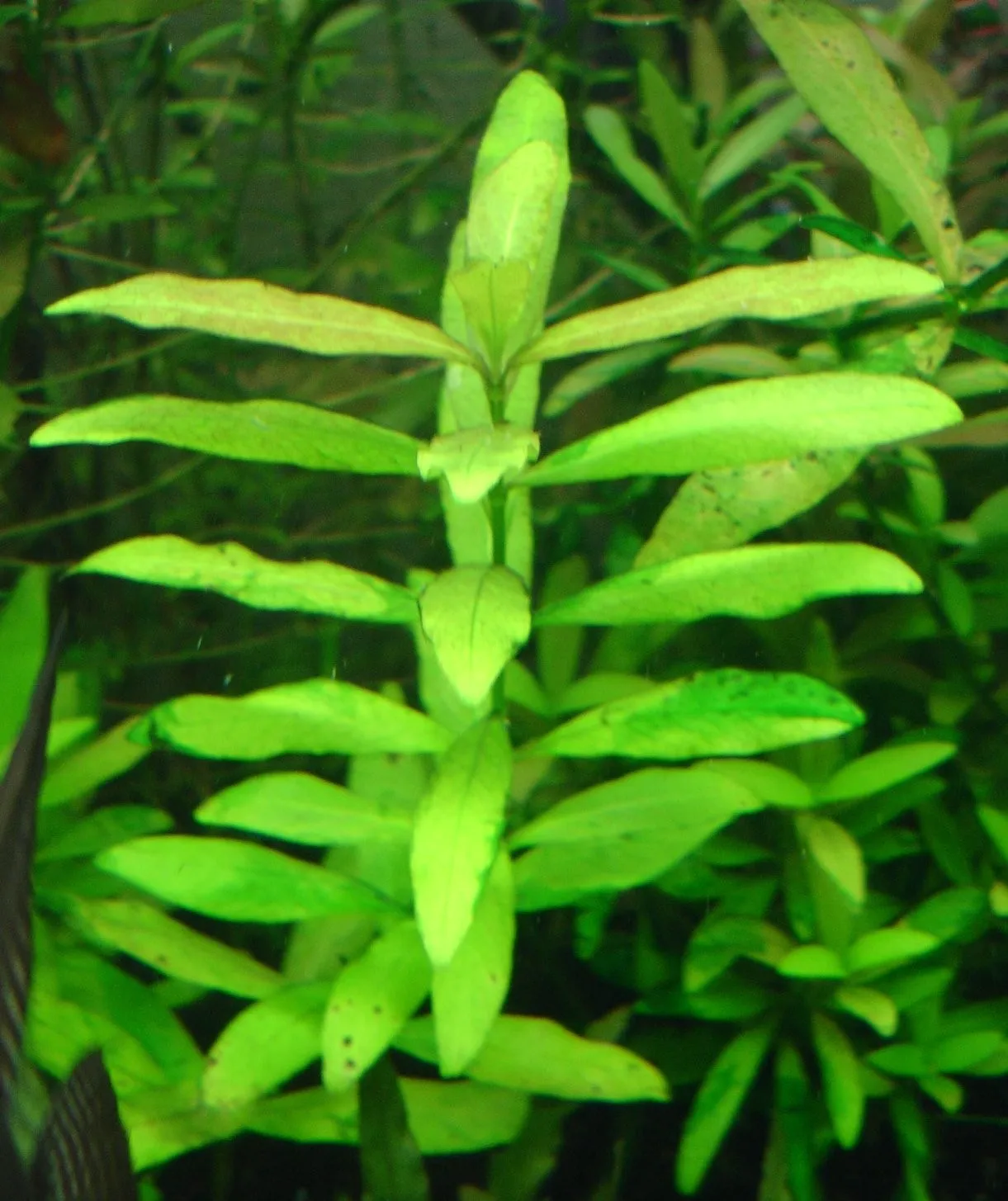 Pacchetto piante acquatiche per acquario da 100/150 litri a crescita rapida ecc.
