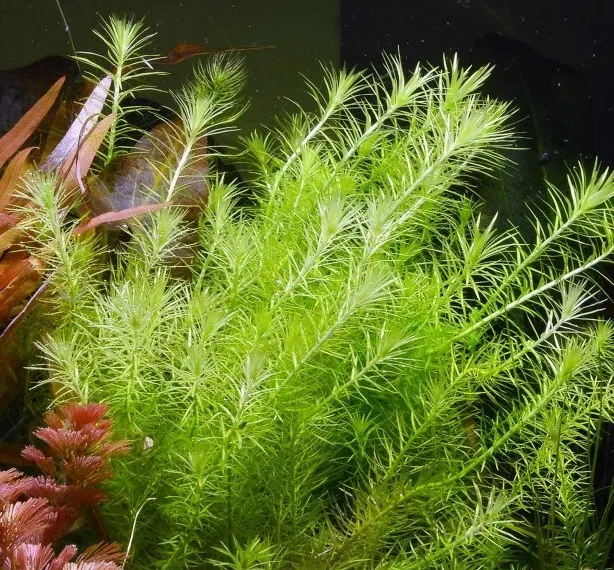 Pacchetto piante acquatiche per acquario da 100/150 litri a crescita rapida ecc.