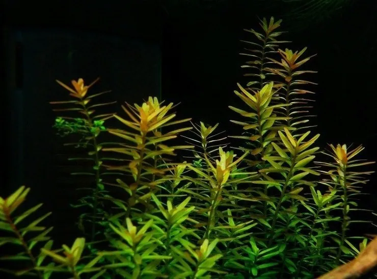 Pacchetto piante acquatiche per acquario da 100/150 litri a crescita rapida ecc.