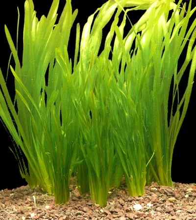 Pacchetto piante acquatiche per acquario da 100/150 litri a crescita rapida ecc.