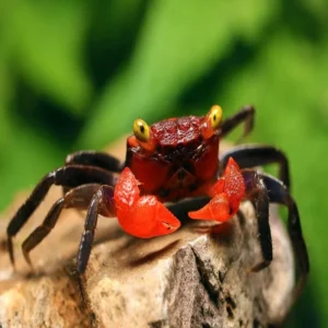 Geosesarma Hagen "Red Devil Crab" 3-4 cm - Granchio d'acqua dolce per paludario o acqua-terrario (NO SPEDIZIONE)