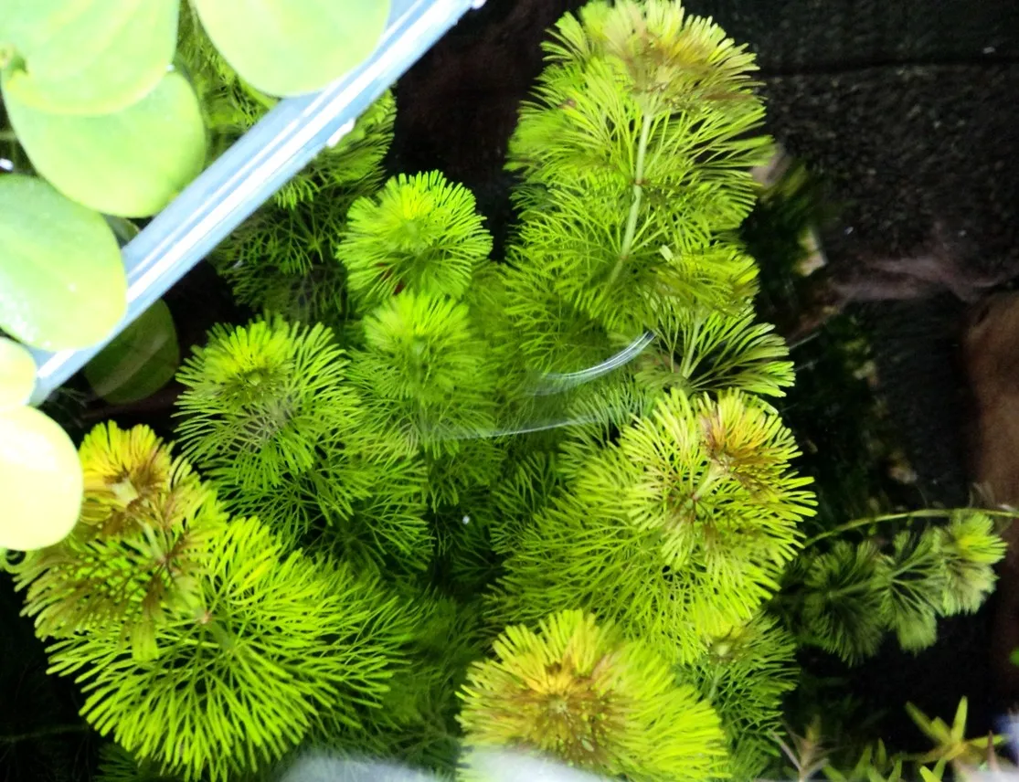 Pacchetto piante acquatiche per acquario da 100/150 litri a crescita rapida ecc.
