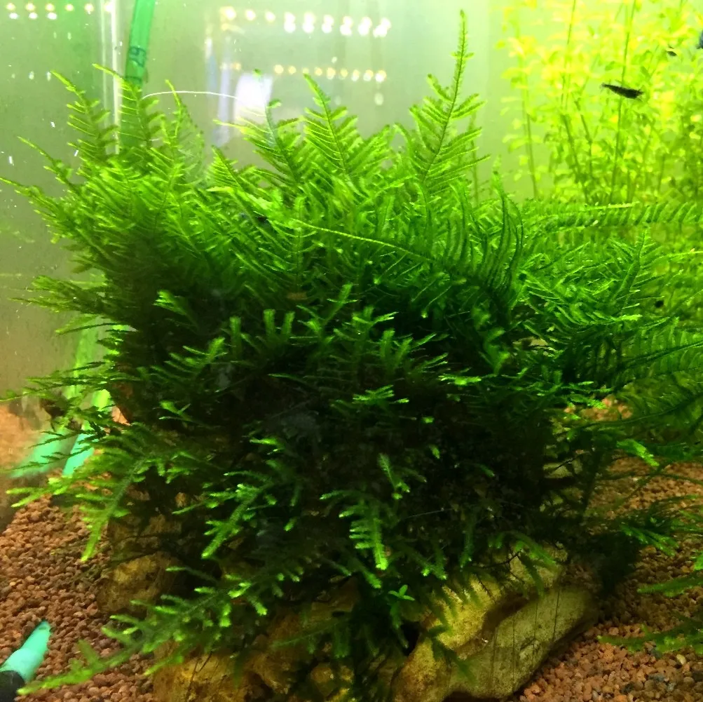 Pacchetto piante acquatiche per acquario da 100/150 litri a crescita rapida ecc.
