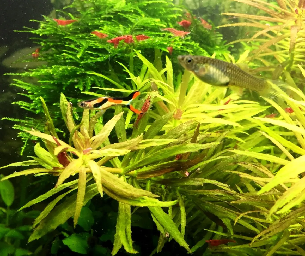 Pacchetto piante acquatiche per acquario da 100/150 litri a crescita rapida ecc.