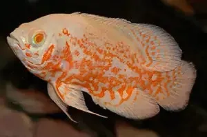Astronotus Ocellatus albino tiger 3-6 cm - pesce Oscar - Ciclidi americani