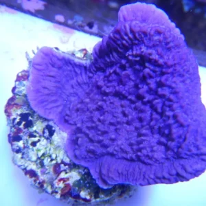 Montipora Foliosa Viola - Coralo duro SPS 4-6 cm