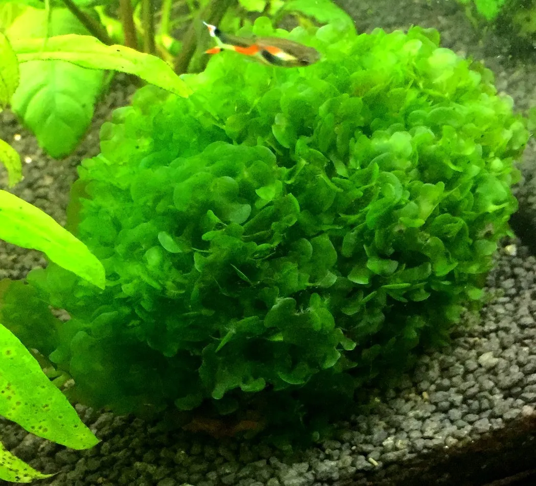 Pacchetto piante acquatiche per acquario da 100/150 litri a crescita rapida ecc.
