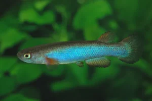 Anablepsoides Cryptocallus 3-5 cm - Rivulus - killifish