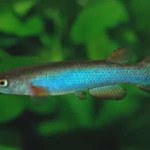 Anablepsoides Cryptocallus 3-5 cm - Rivulus - killifish