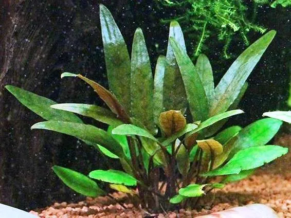 Pacchetto piante acquatiche per acquario da 100/150 litri a crescita rapida ecc.