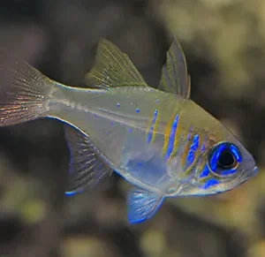 Zoramia Leptacanthus - Pesce cardinale Apogon - pacifico cardinale da branco