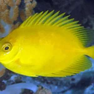 Siganus Corallinus - Pesce coniglio alghivoro