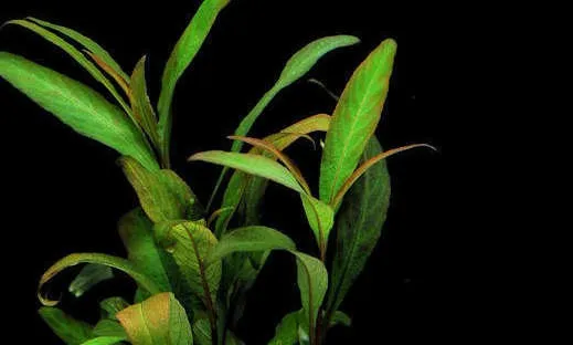 Pacchetto piante acquatiche per acquario da 100/150 litri a crescita rapida ecc.