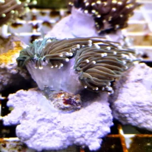 Euphyllia Glabrescens Black-green torch punte azzurre 2 calici - FOTO REALI - Corallo duro LPS facile
