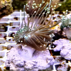 Euphyllia Glabrescens Black-green torch punte azzurre 1 calice - FOTO REALI - Corallo duro LPS facile