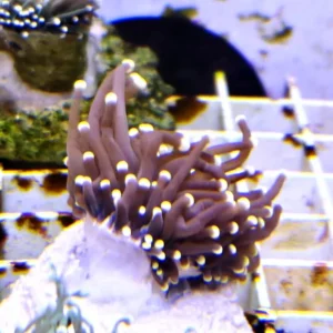 Euphyllia Glabrescens Black torch punte gialle 1 calice - FOTO REALI - Corallo duro LPS facile