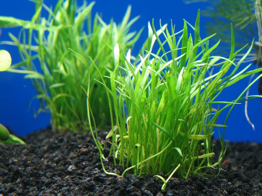 Pacchetto piante acquatiche per acquario da 100/150 litri a crescita rapida ecc.