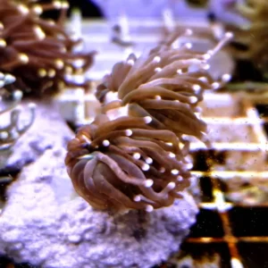 Euphyllia Glabrescens Black torch punte rosa 2 calici - FOTO REALI - Corallo duro LPS facile