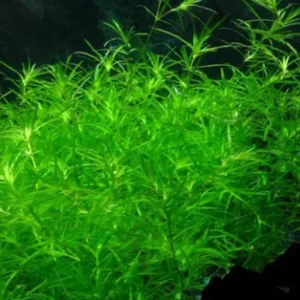NAJAS GUADALUPENSIS, pianta rapida depurativa