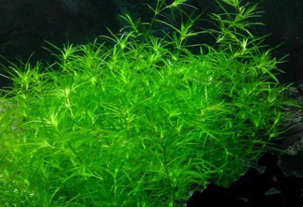 NAJAS GUADALUPENSIS, pianta rapida depurativa