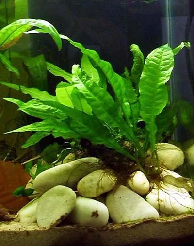 Pacchetto piante acquatiche per acquario da 100/150 litri a crescita rapida ecc.