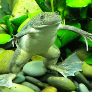 Xenopus Laevis - Rana Africana 3-5 cm