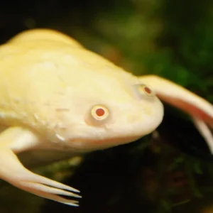 Xenopus Laevis albina - Rana Africana 3-5 cm