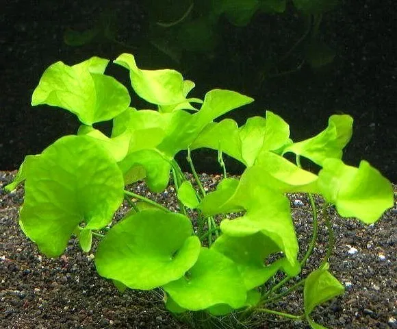 Pacchetto piante acquatiche per acquario da 100/150 litri a crescita rapida ecc.