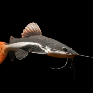 Phractocephalus Hemioliopterus 6-8 cm - Redtail catfish - pesce gatto coda rossa
