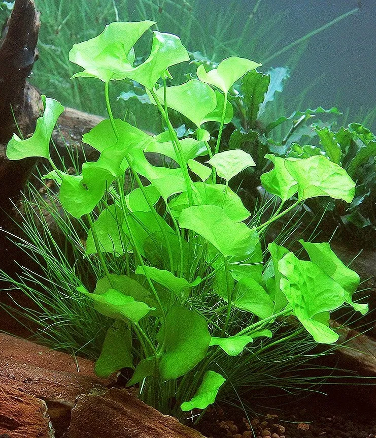 Pacchetto piante acquatiche per acquario da 100/150 litri a crescita rapida ecc.