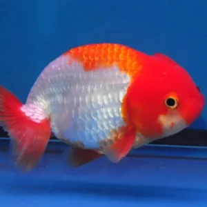 Orifiamma Ranchu 7-8 cm color mix white - red&white - red - Oranda - Pesce rosso - Carassius auratus