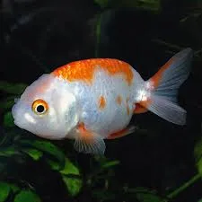 Orifiamma Ranchu 7-8 cm color mix white - red&white - red - Oranda - Pesce rosso - Carassius auratus