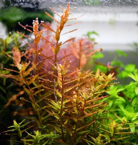 Pacchetto piante acquatiche per acquario da 100/150 litri a crescita rapida ecc.