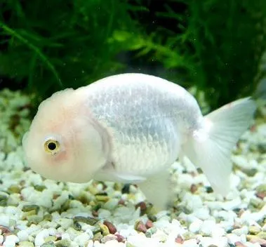 Orifiamma Ranchu 7-8 cm color mix white - red&white - red - Oranda - Pesce rosso - Carassius auratus