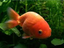 Orifiamma Ranchu 7-8 cm color mix white - red&white - red - Oranda - Pesce rosso - Carassius auratus