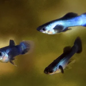 Guppy maschio Blue Panda Nano, Dwarf Poecilia reticulata 2-3 cm