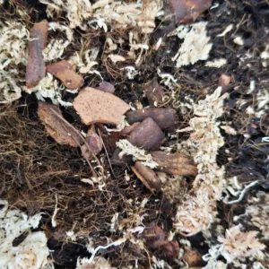 Fondo misto x terrario bioattivo - 5 lt substrato a base di fibra di cocco, sfagno cileno e corteccia di pino rosso