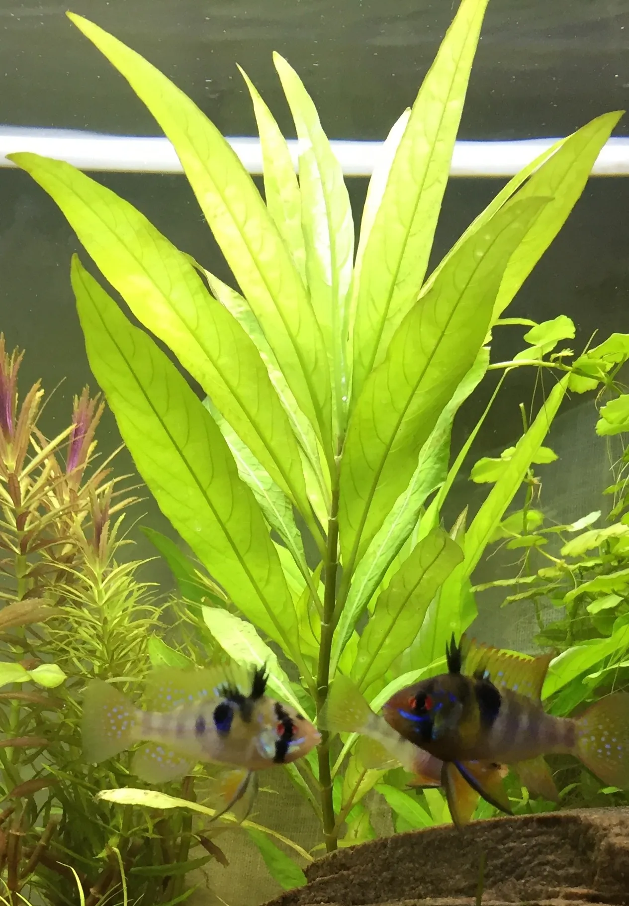 Pacchetto piante acquatiche per acquario da 100/150 litri a crescita rapida ecc.