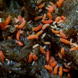 Collemboli Rossi  - starter Bilobella braunerae x terrario bioattivo