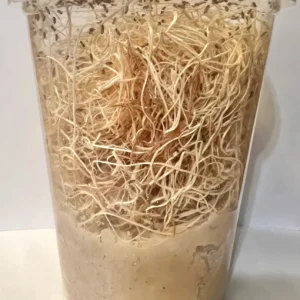 Drosophila Hydei - coltura da 1/2 litro - cibo vivo per rane, rettili e pesci