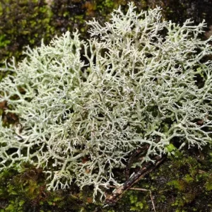 Muschio Argentato moss - 18x12 cm Lichene Islandico per terrario, paludario o presepe