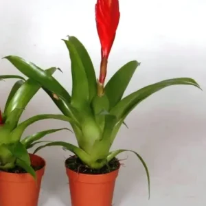 Bromelia Vriesea red - pianta per terrario o paludario in vasetto