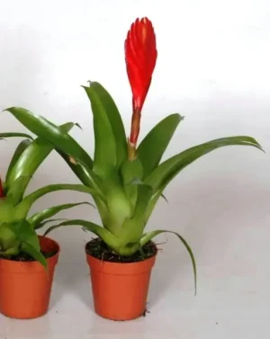 Bromelia Vriesea red - pianta per terrario o paludario in vasetto